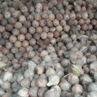 kelapa Butiran, Kelapa Parut,Kopra, Minyak Kelapa dan Arang Kelapa