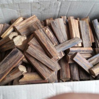 Gaharu buaya kalimantan 