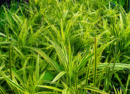 jual pohon cemara morpok dll.
