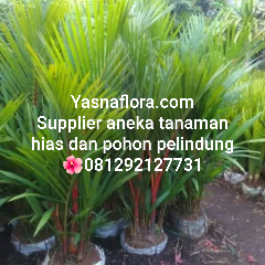 jual pohon palem merah 08.12.92.12.77.31