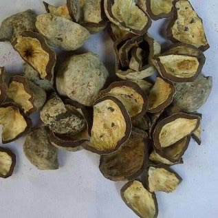 Jual Cangkang Kemiri