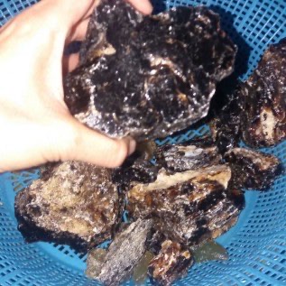 READY STOK GETAH DAMAR MATA KUCING 