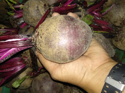 jual buah bit