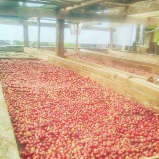 Greenbean Kopi Robusta Kopi Arabica Kopi Luwak fullwash unwashed
