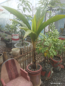 kelapa hias