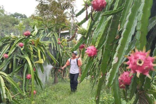 buah naga