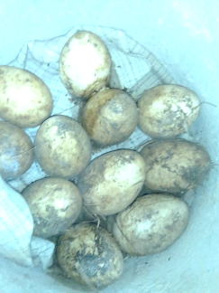 Telur Angsa Gagal Menetas Kacingcalang
