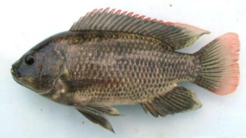 ikan mujair