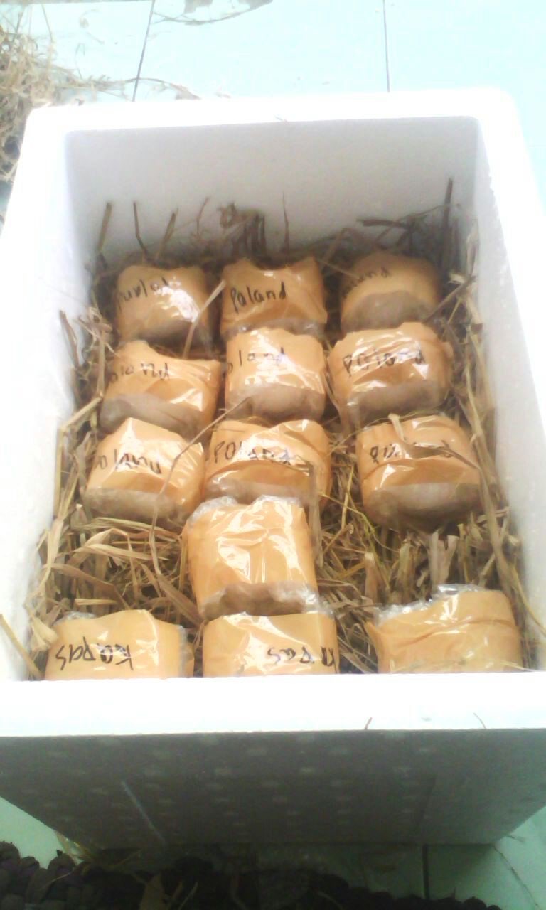 Dijual Telur Ayam Hias