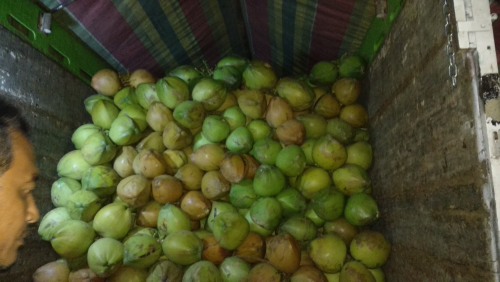 KELAPA MUDA