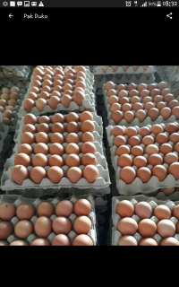 Telur ayam