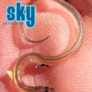 JUAL SIDAT / ANGUILLA SP / ANGUILLA BICOLOR BICOLOR