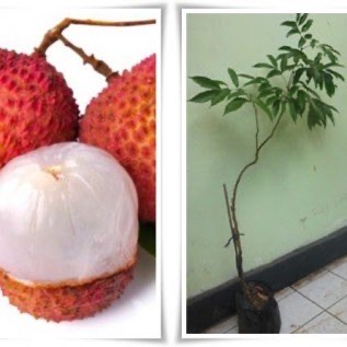 bibit buah leci kualitas unggul siap tanam prospek menggiurkan menguntungkan