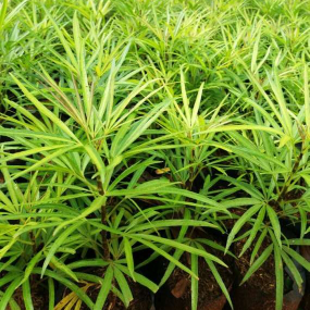 jual pohon ararea