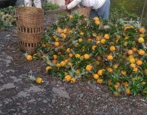 nanas madu belik