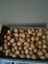 supplier telur ayam negeri