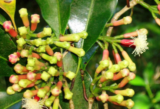 niCengkeh