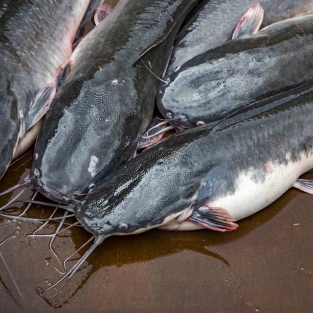 IKAN LELE SEGAR