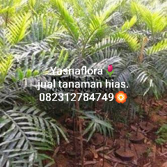 jual pohon kiara payung 
