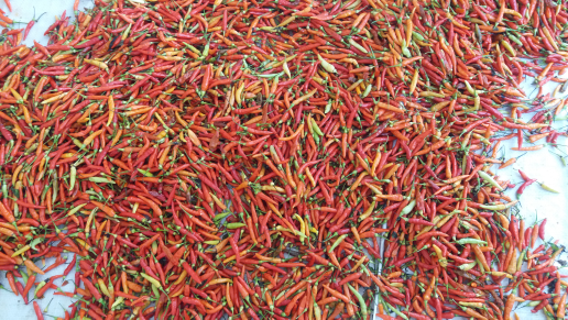 Jual Cabe Rawit