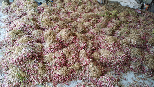 bawang merah