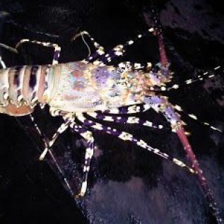 lobster laut
