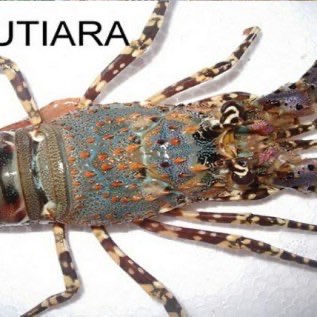 Lobster Mutiara Hidup (Live Scalloped Spiny Lobster)