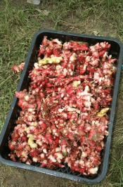 JAHE MERAH