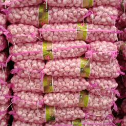 bawang putih murah