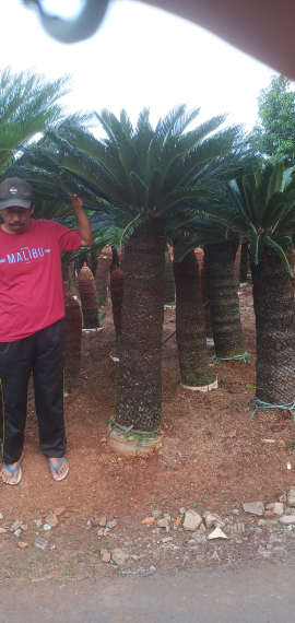 Jual Pohon Jambe sikas