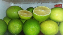 jual jeruk lemon, jenis california