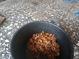 kunyit