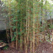 jual pohon bambu cina 