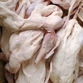Karkas Bebek Peking F1