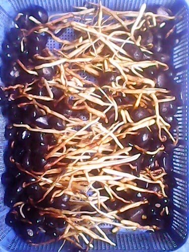 Jual Kecambah Bibit Aren Genjah dan Aren Dalam