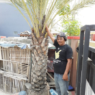jual pohon palem kurma