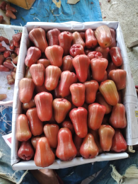 buah lokal