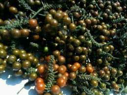 kemukus kering
