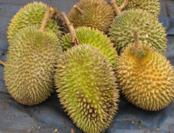 Durian Kampung