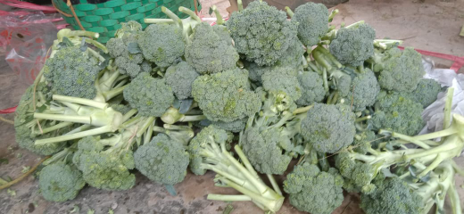 Brokoli Hijau