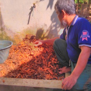 jual kunyit ekstrak
