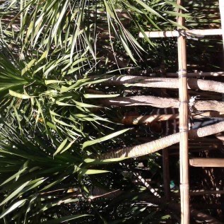 Jual pohon pandan bali