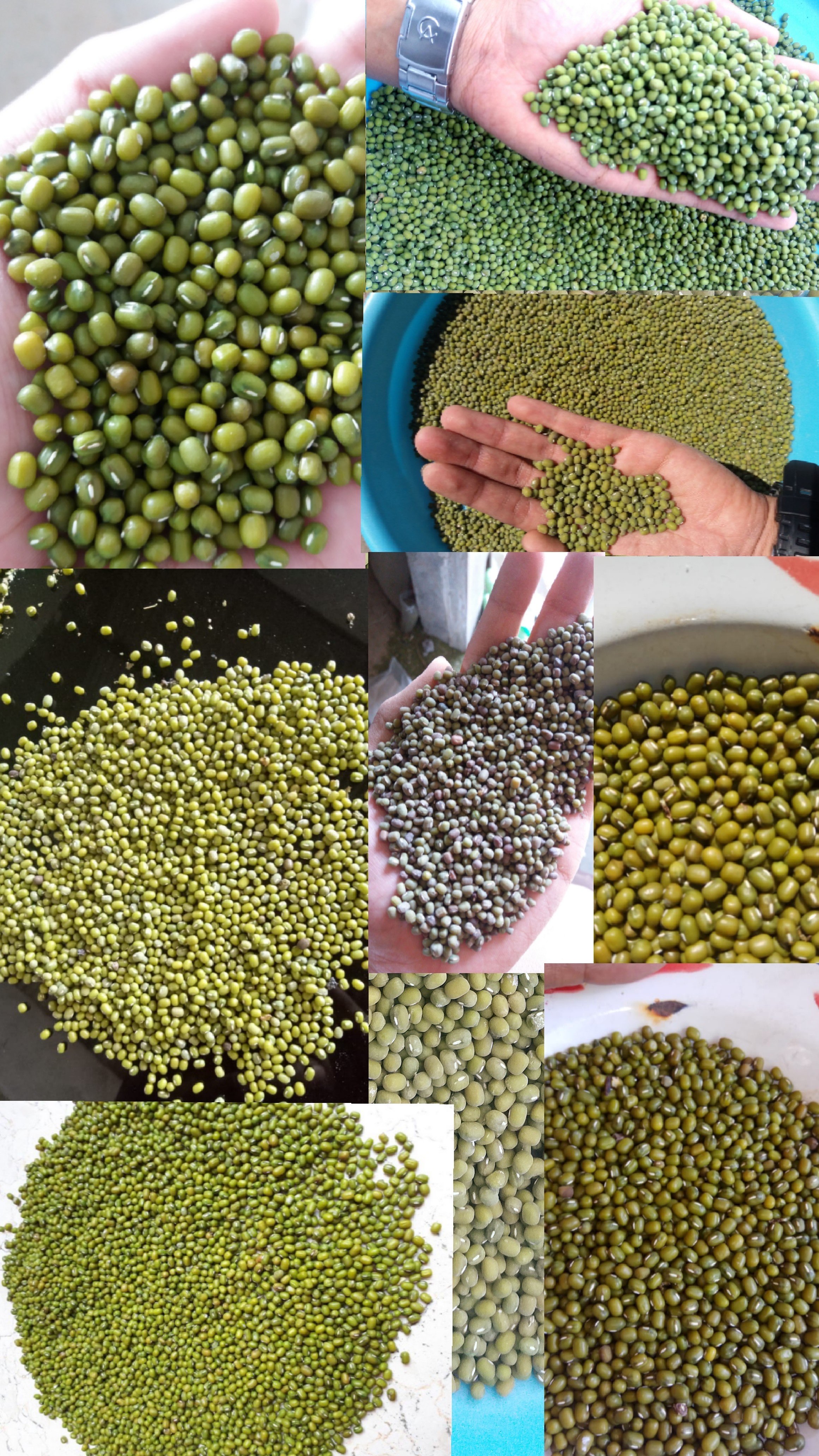 Kacang Hijau Berbagai Jenis dan Grade Dengan Harga Terbaik