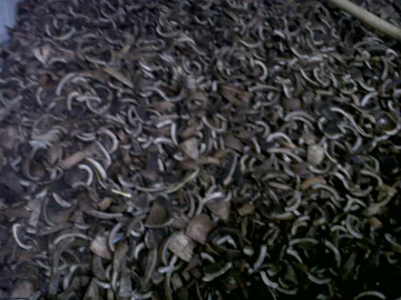 Kopra