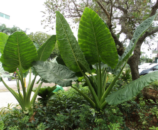 jual pohon sente hitam/hijau /