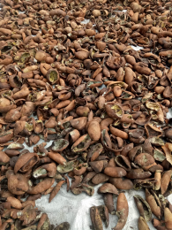 kopra