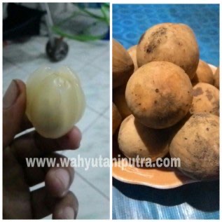 bibit buah duku kualitas super hasil buah melimpah menguntungkan