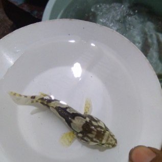 Bibit kerapu cantang
