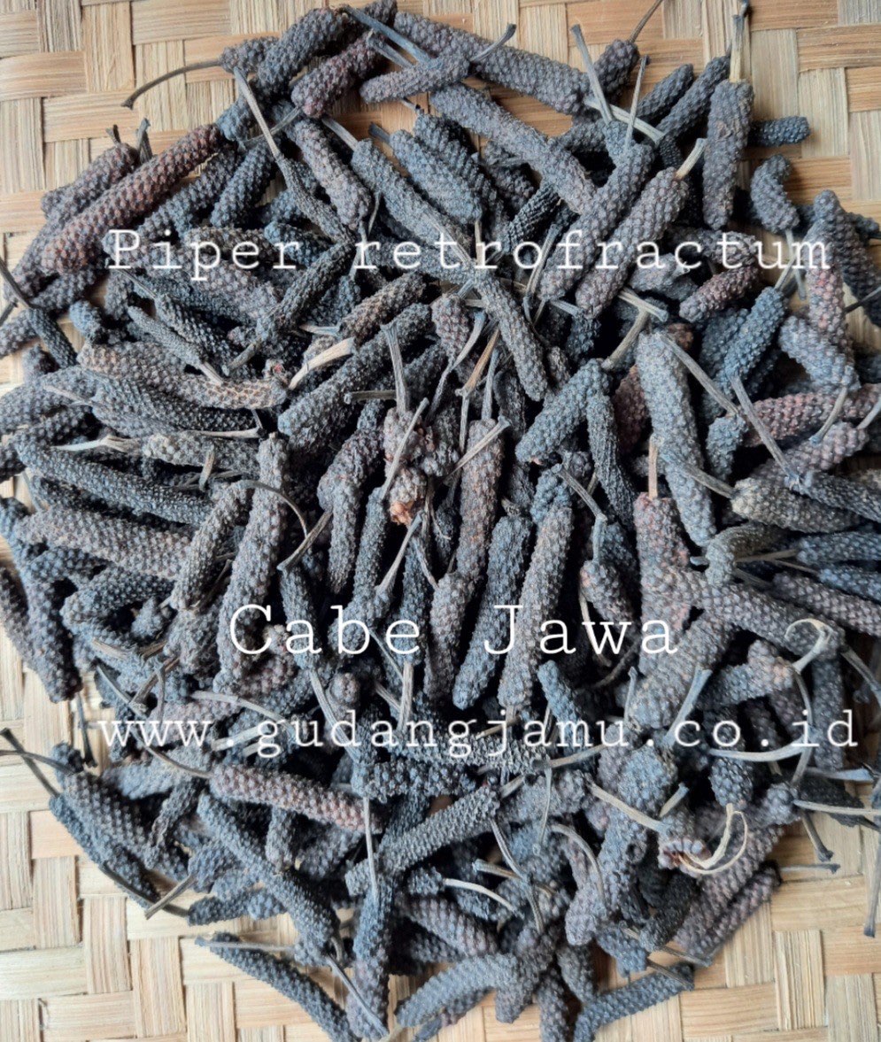 CABE JAWA PIPERIS RETROFRACTI FRUCTUS