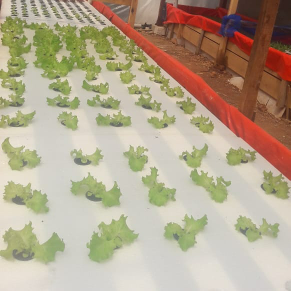 salada